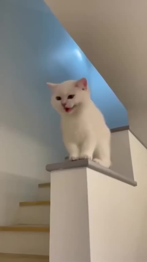 Kitten video fun entertainment