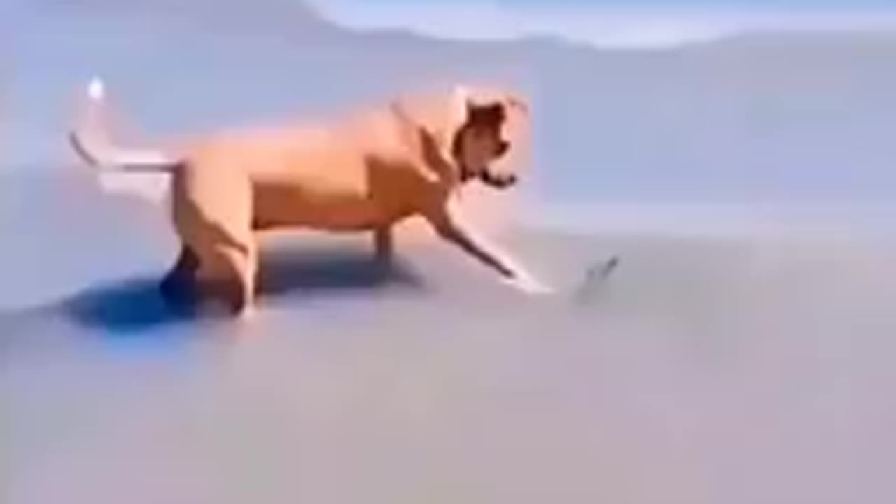 Funny video see this last