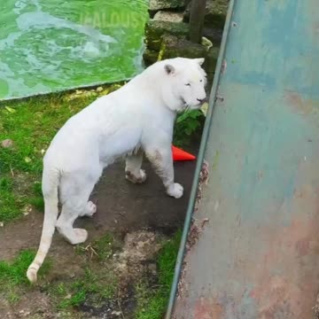 Brave Old Woman playing with Loin