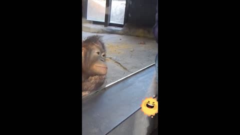 Monkey pissed off man