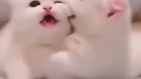 Funny cat twins