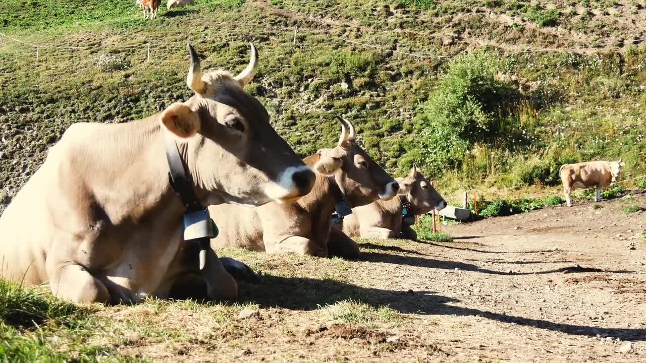 Switzerland Cows Alps Animals