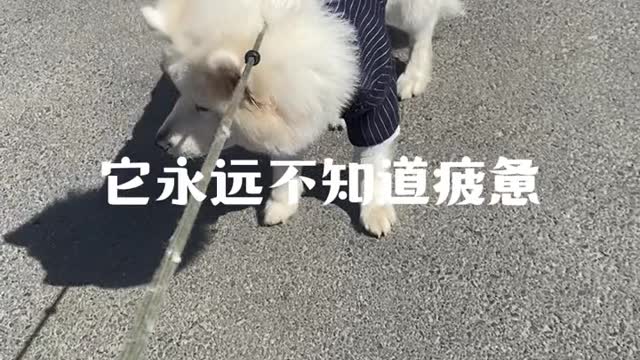 This is puppy Samoyed jam