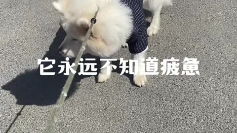 This is puppy Samoyed jam