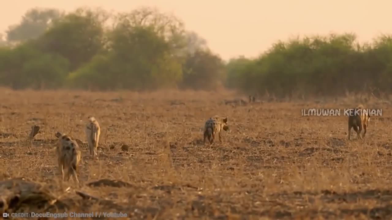 Predator Afrika Selatan