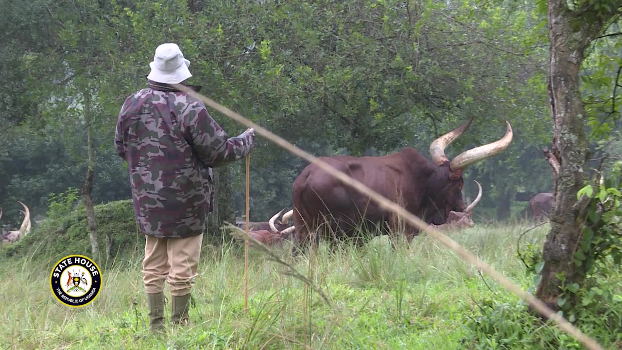 MUSEVENI AT HIS COUNTRY FARM IN RWAKITURA UGANDA DECEMEBR 24, 2022