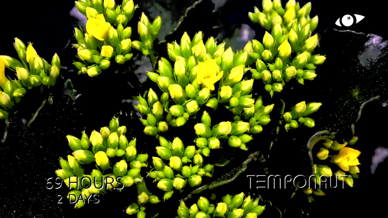 Blooming Kalanchoe 4K Timelapse