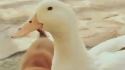 cute dog and duck friendship // dog lover #ytshorts #cutememo #reals #viralclips