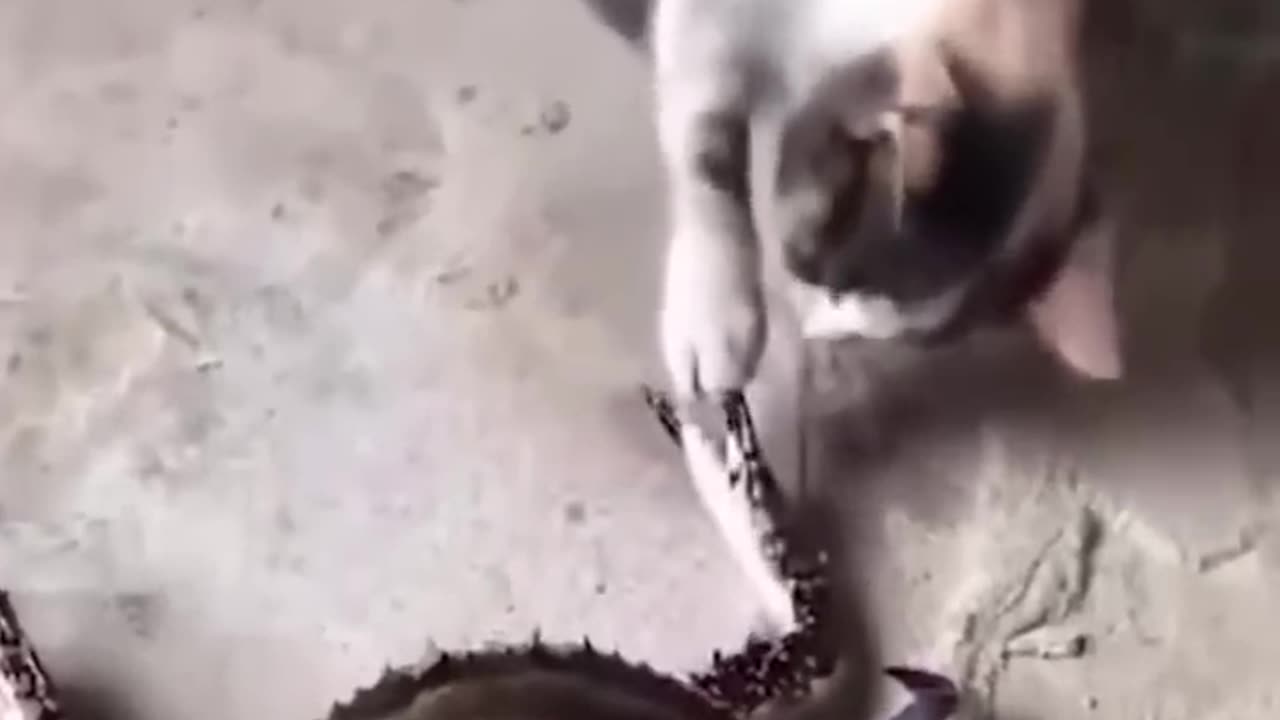 Funny Cat and Dog