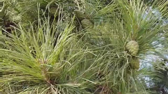 The pine trees are covered with small cones