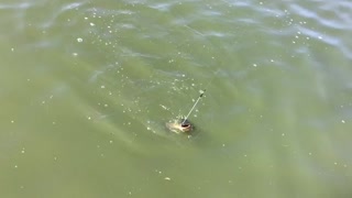Bull Head catfish