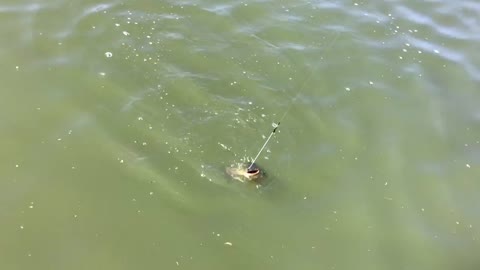 Bull Head catfish