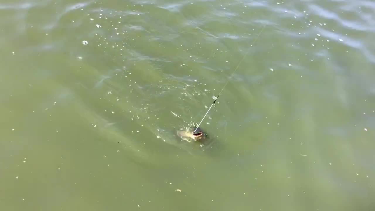 Bull Head catfish