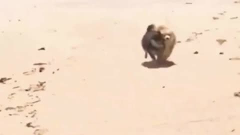 Sneaky Pomeranian Steals the Spotlight on the Beach! 😂🐶🏖️