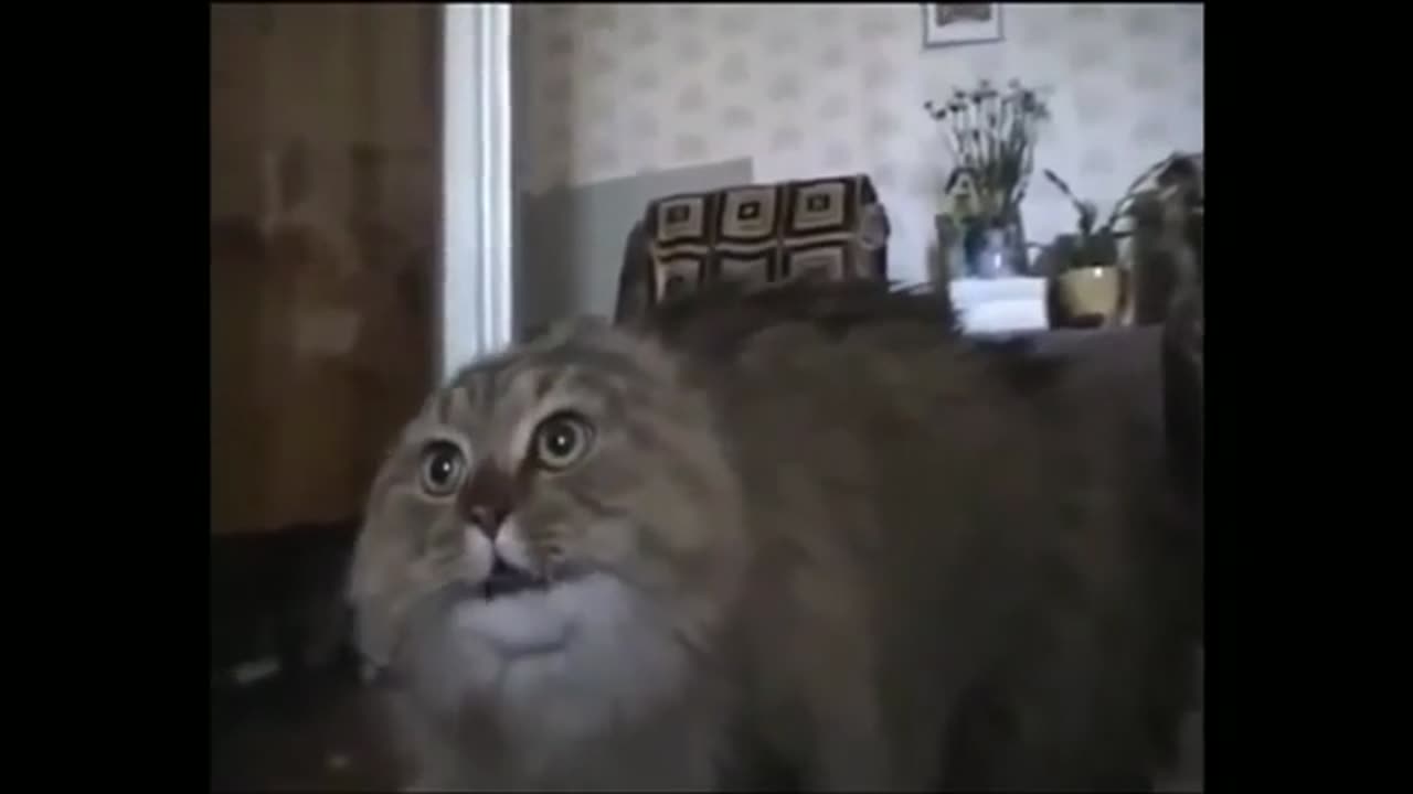 funny cat