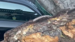 Fallen Tree Totals Car