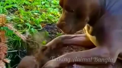 কুকুরের বিয়ের ফুল ফুটে উঠেছে। বিয়ের বাজনা বাজাতে যায় গুষ্টির ষষ্ঠী পূজা করে দিল।