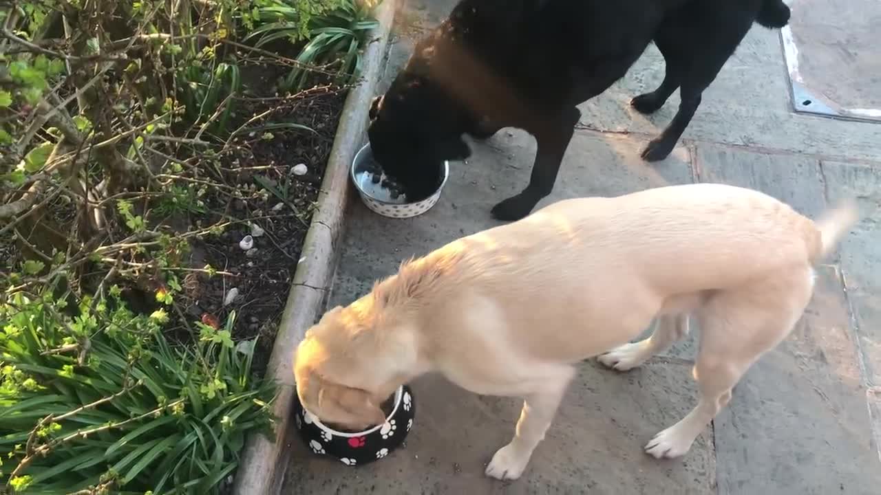 Olive and Mabel. Episode 1 - The Dog's Breakfast Grand Final