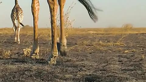 Animal world 💫 💫 💫 149