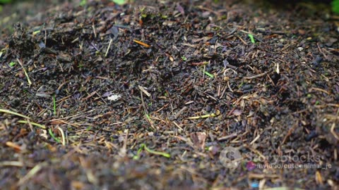 The Enigmatic Realm of the Forest Floor