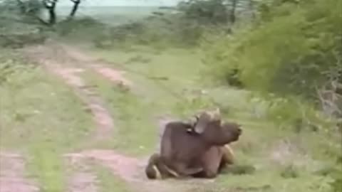 Lion attack