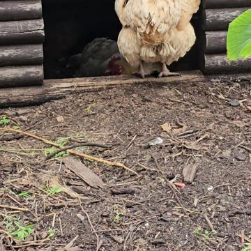 OMC! Summertime party in the dirt-bathhouse for these very happy chickens!