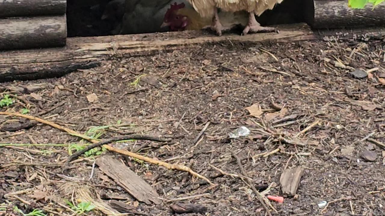 OMC! Summertime party in the dirt-bathhouse for these very happy chickens!