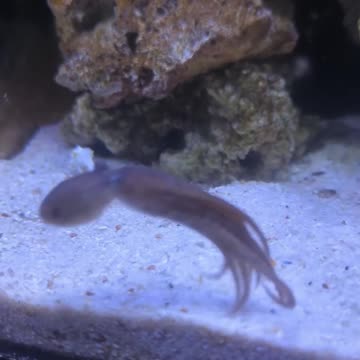 Finding a baby octopus in a conch and trying to raise it #animals #animalrescue #rescue #animalsofyt