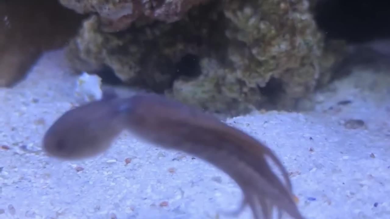 Finding a baby octopus in a conch and trying to raise it #animals #animalrescue #rescue #animalsofyt