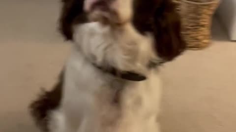 Our Springer Spaniel Wants To Stomp Around In The Backyard..... #shortsviral #shortsvideo