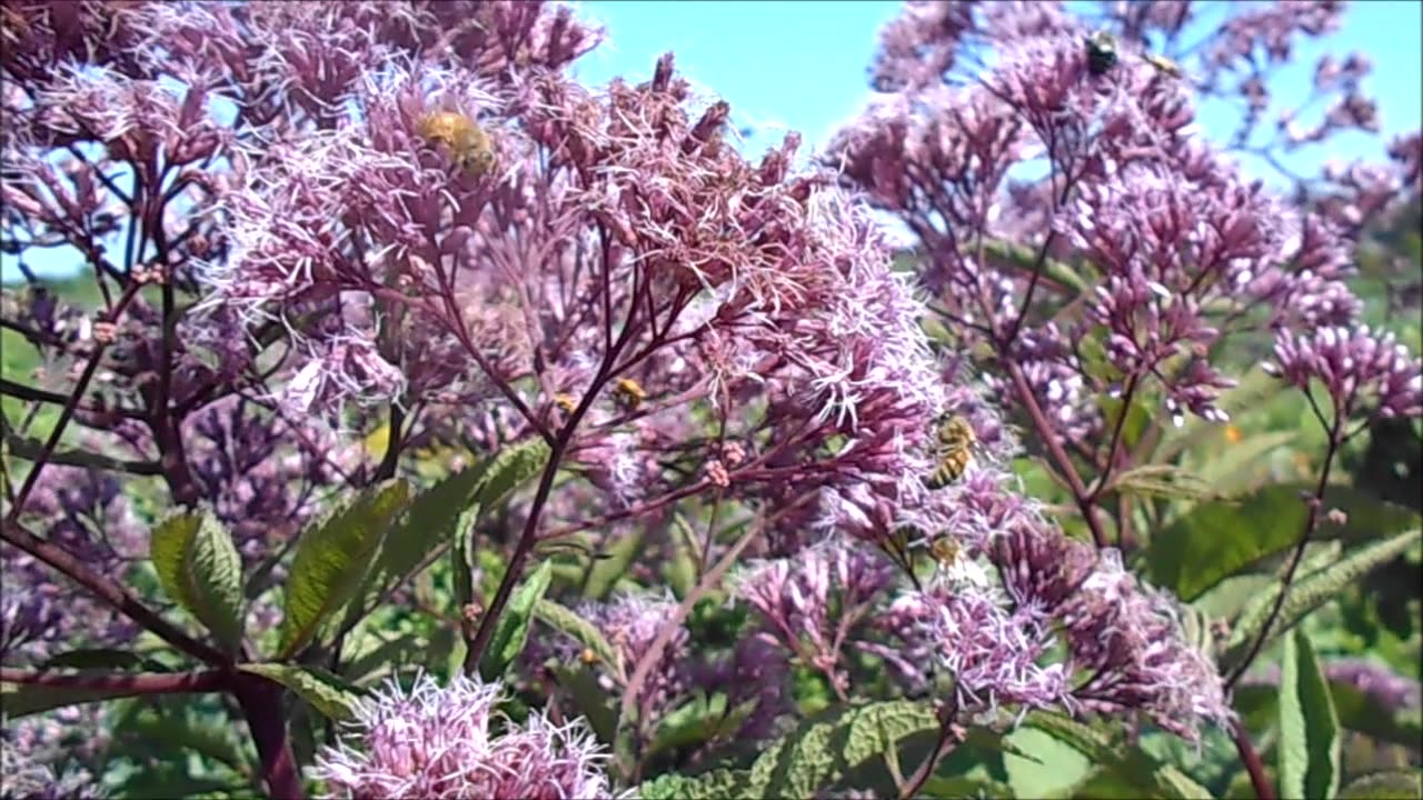 Queen Of The Meadows Joe Pye Weed Aug 2022