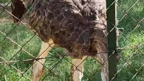 Ostrich grazing