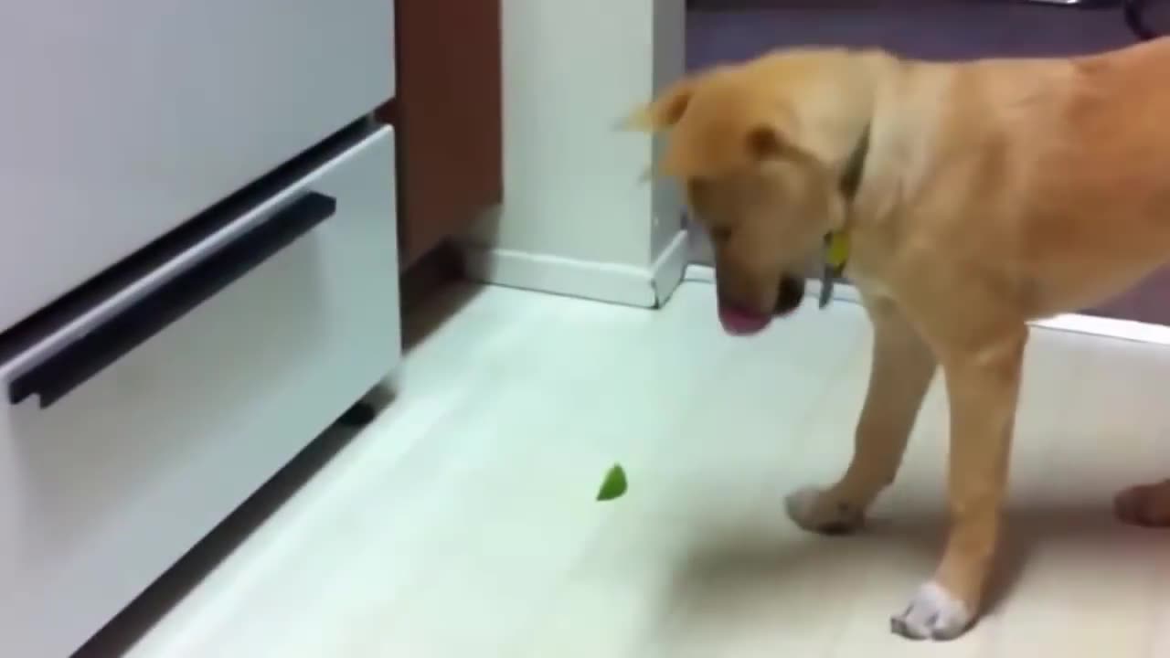 Watch everyone!😂 Dog reaction to lemon🙉😂🙉