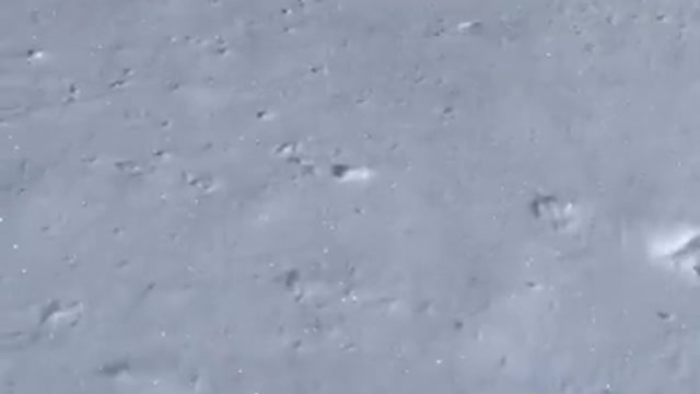 Dogs Enjoy Walking Through Heavy Pile Of Snow