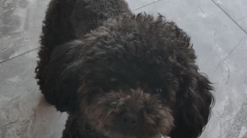 puppy