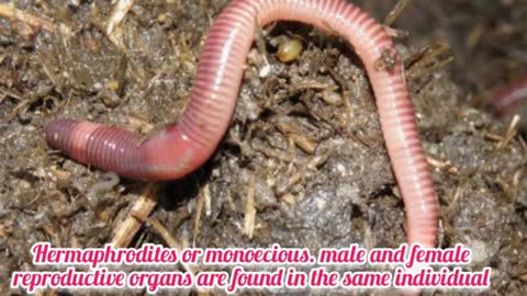 Earthworm Reproduction - Earthworm Copuln_Cut