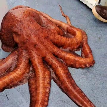 Giant Pacific octopus caught in Redondo Beach