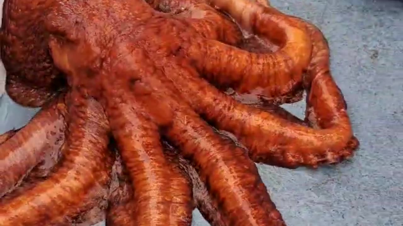 Giant Pacific octopus caught in Redondo Beach