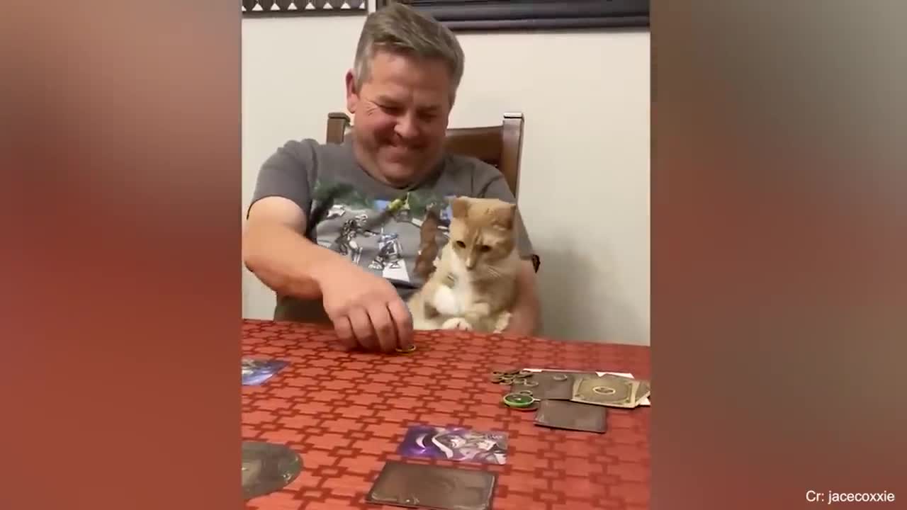 Super funny cat