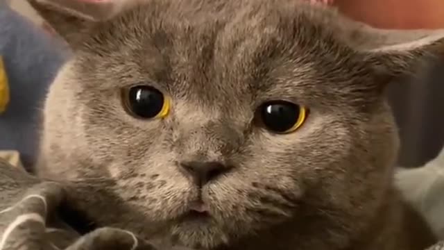 Tickle the cat