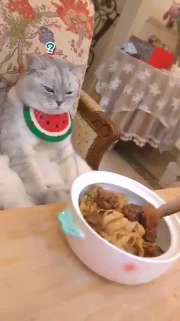 Cute cat cooking video