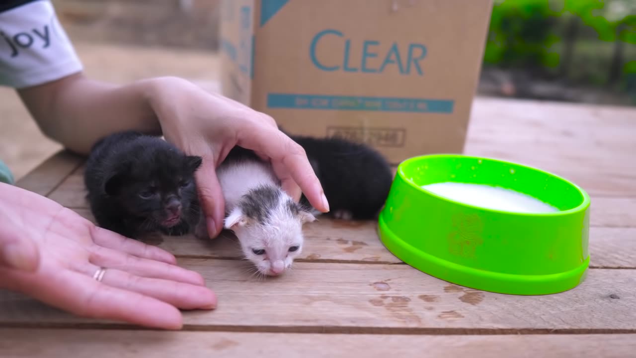 Rescue Poor Baby Cats Abandoned By Inhuman | Adopted Three Kittens Very Pitifully