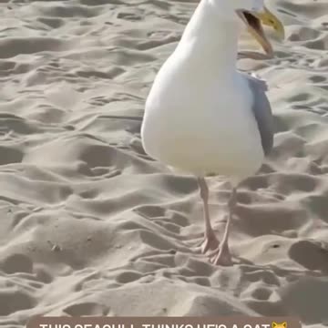 Seagull sounding like a kitten