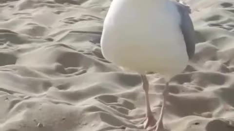 Seagull sounding like a kitten