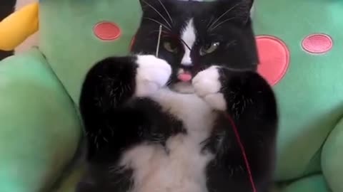 Funny cats