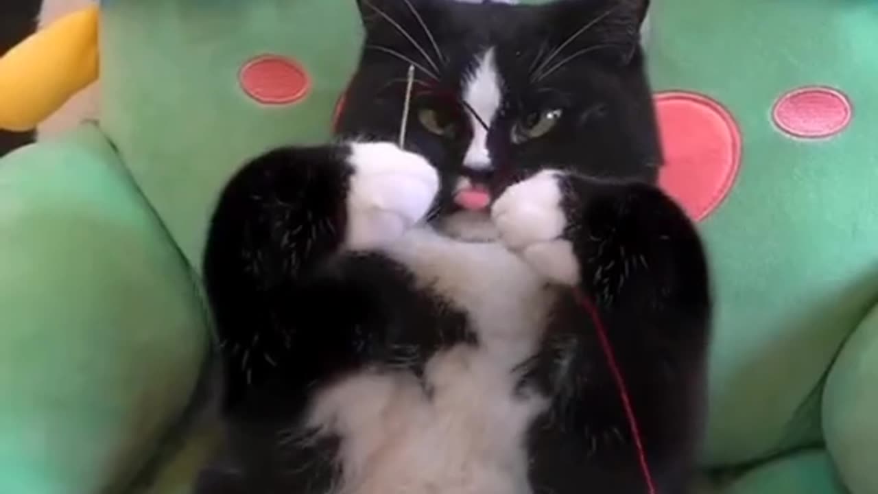 Funny cats