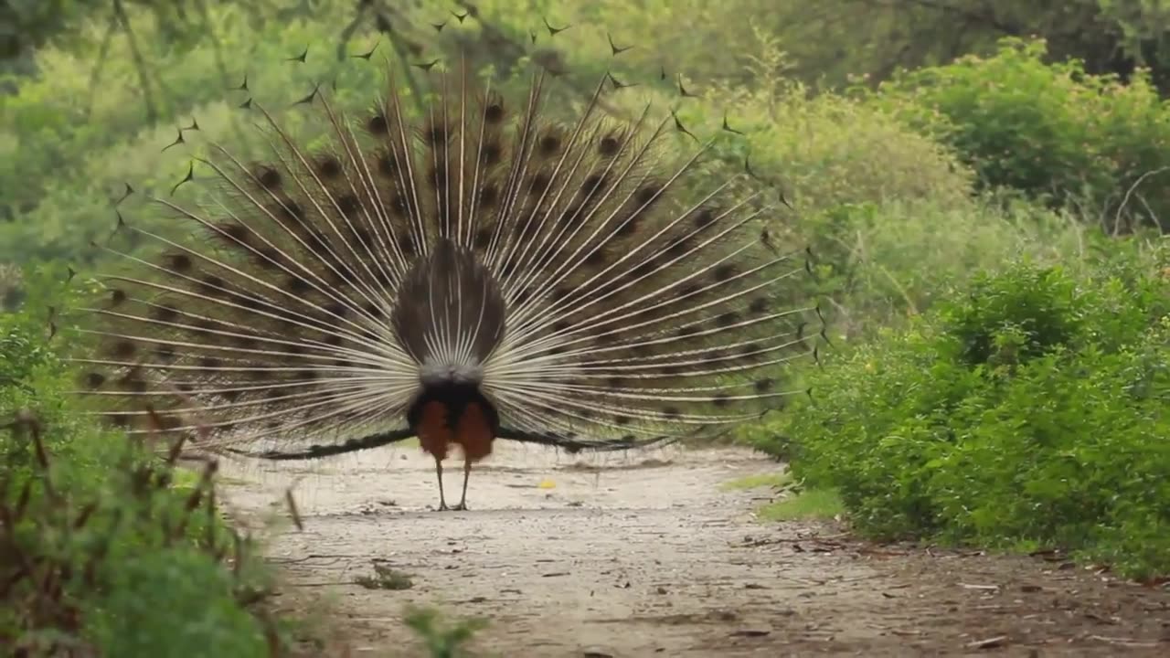 Dancing peacock