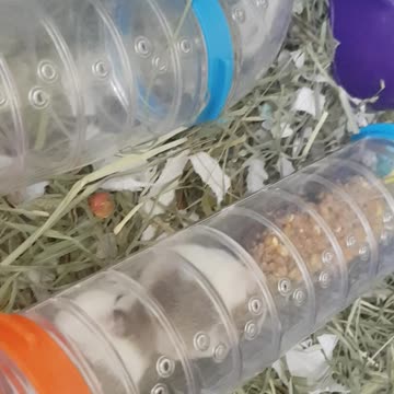 Hamster eats new treats viral