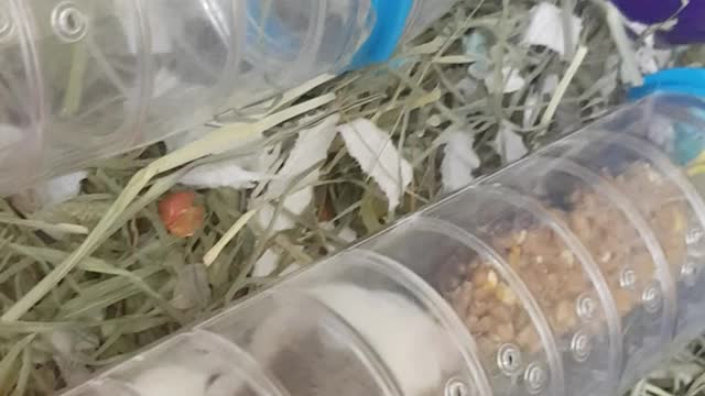 Hamster eats new treats viral