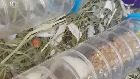 Hamster eats new treats viral